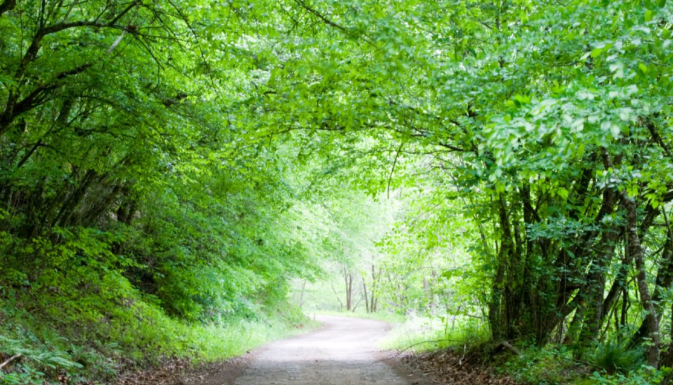 Living Streams trees 960x549